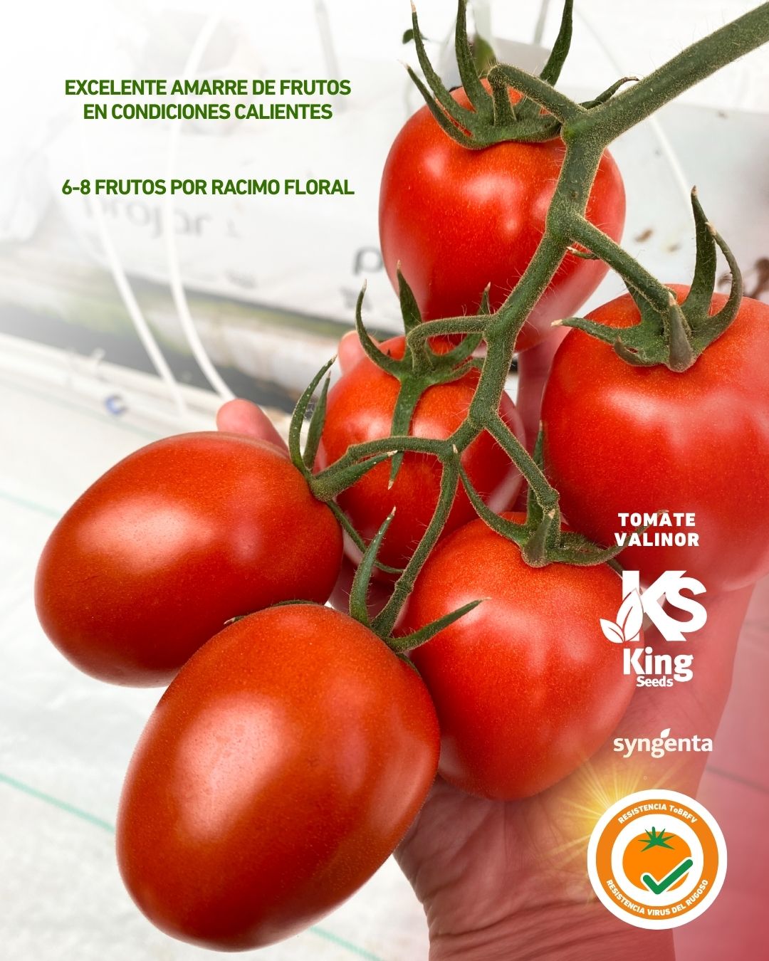 Tomate Valinor Sobre 1 millar