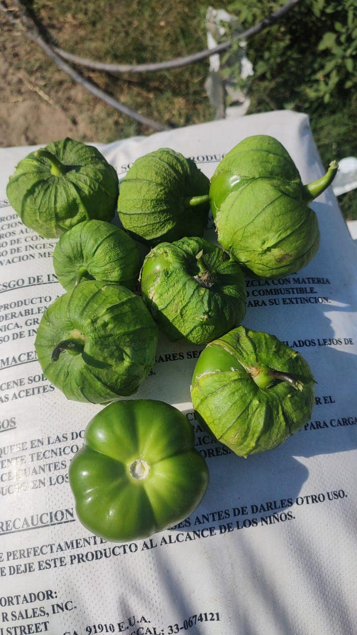 Tomatillo Challenger F1 Sobre 25 millares