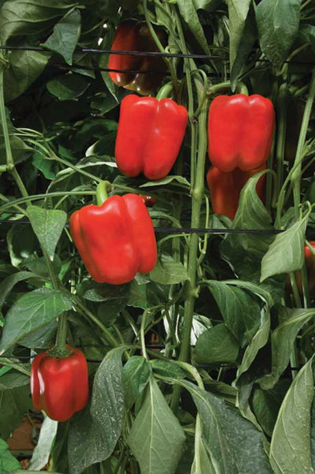 Pimiento Rojo Cannon Sobre 10 millares