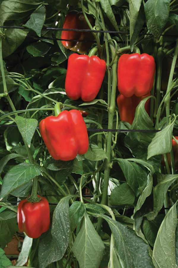 Pimiento Rojo Cannon Sobre 10 millares