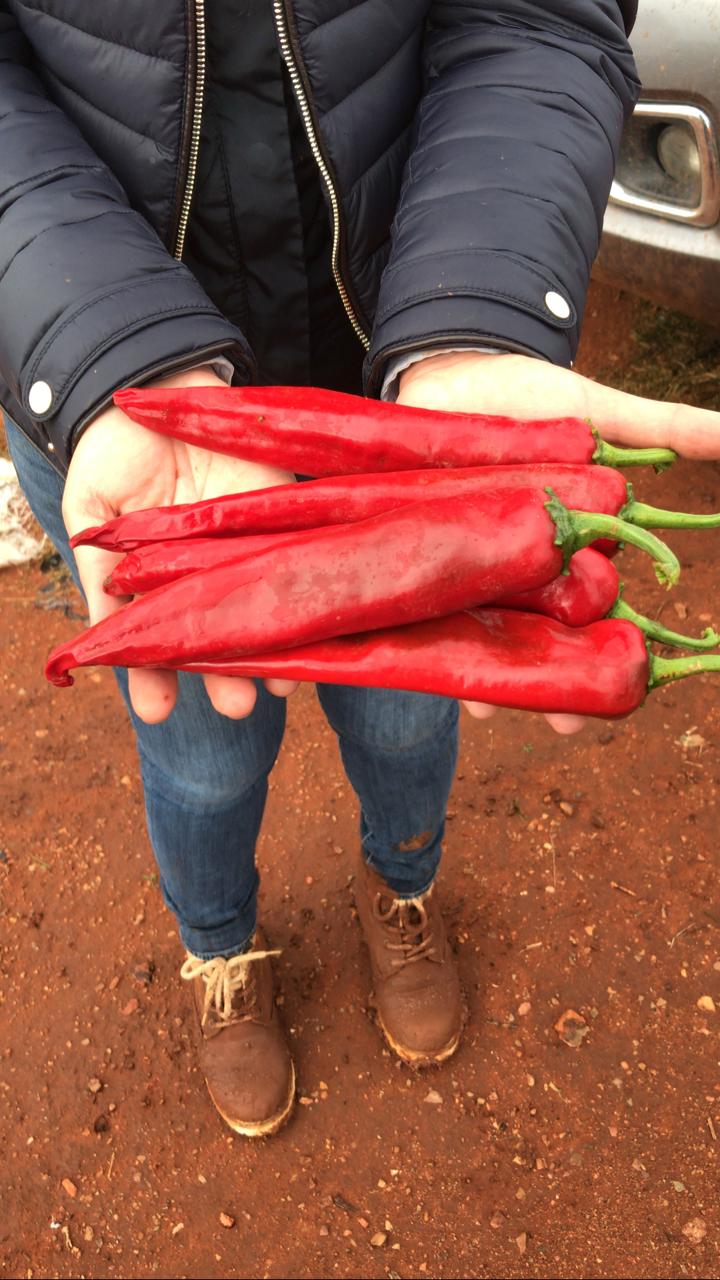 Chile Guajillo Castillo Sobre 50 Millares