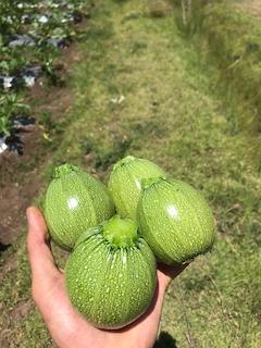 Calabacita Capri Sobre 3 Millares