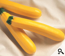 Calabaza Golden Delight Sobre 3 millares