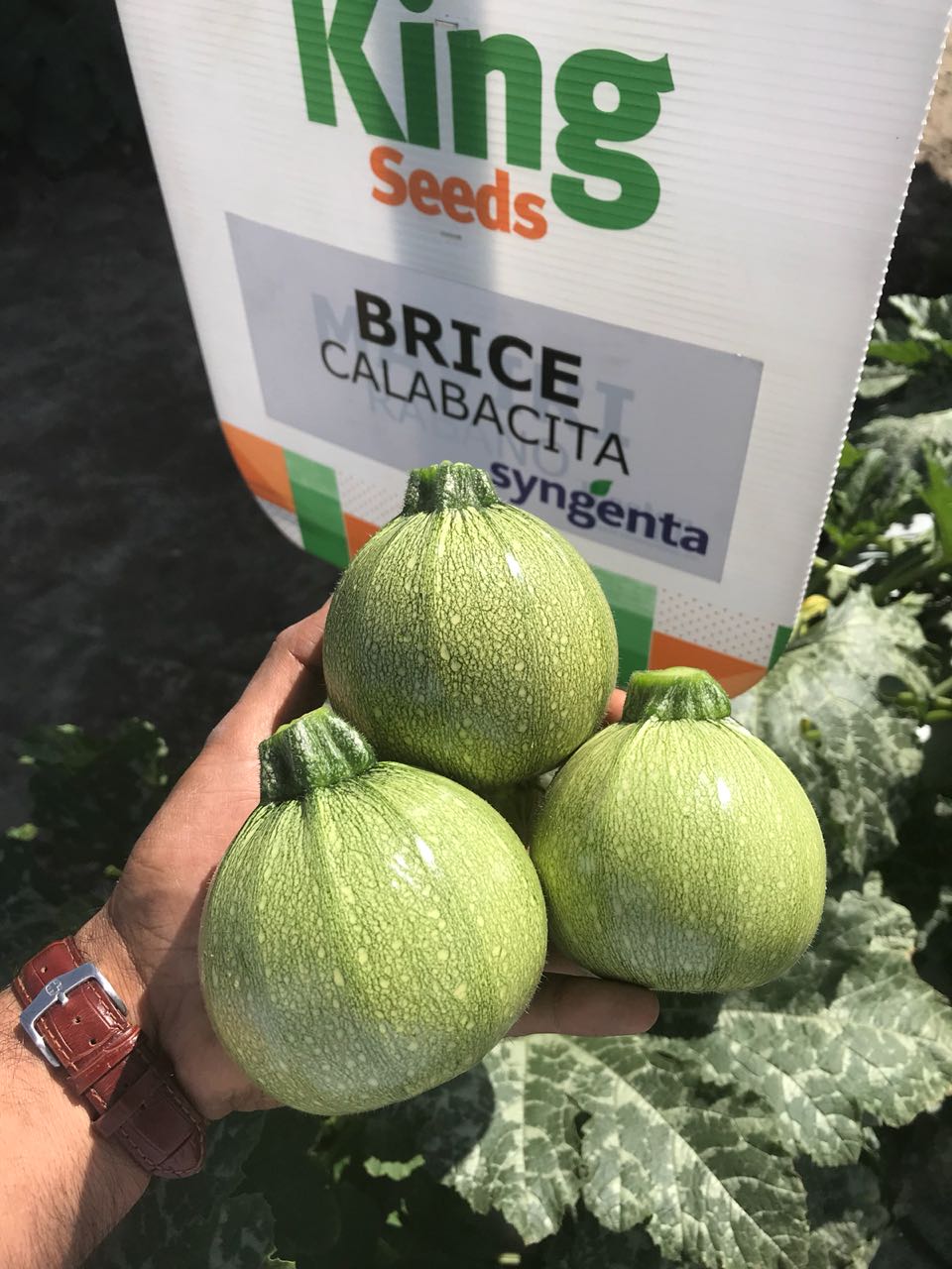 Calabaza Brice F-1 Sobre 3 Millares.