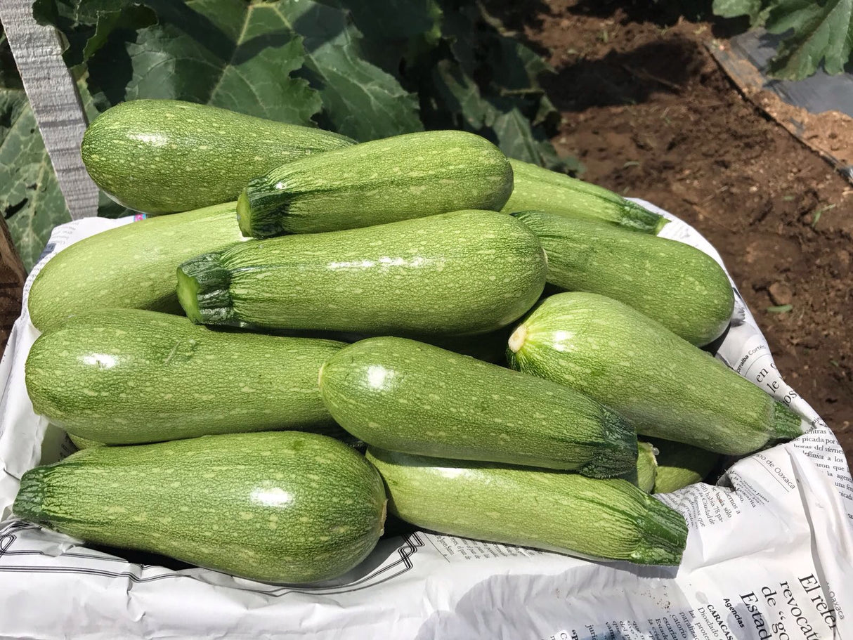 Calabaza San Martin Sobre 3 Millares.