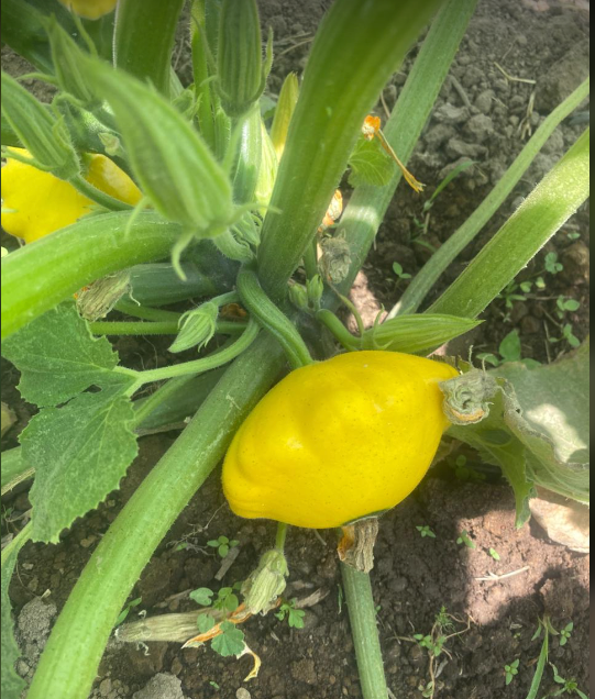 Calabacita Amarilla Sunburst 5 Millares