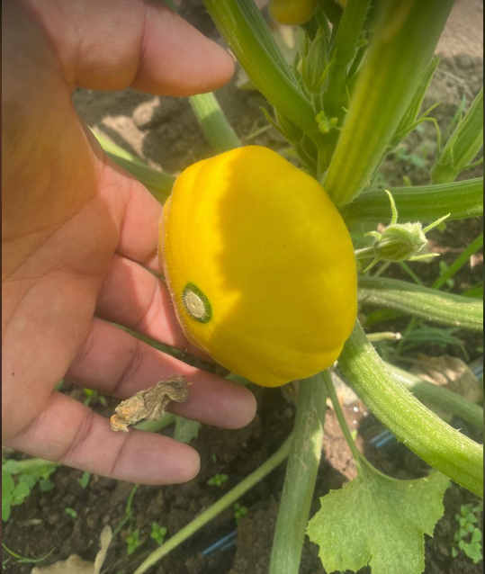 Calabacita Amarilla Sunburst 5 Millares
