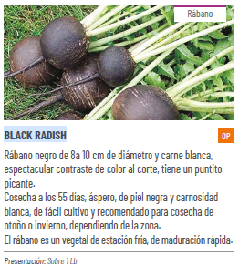 Rabano Negro Sobre 1Lb