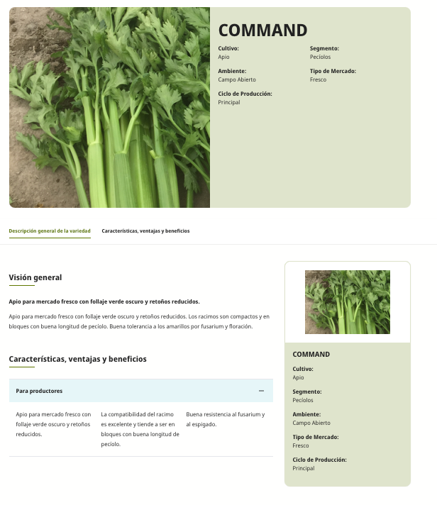 Apio Command sin tratamiento Sobre 500 Millares. Promoción 10+1 (se aplica en el carrito)