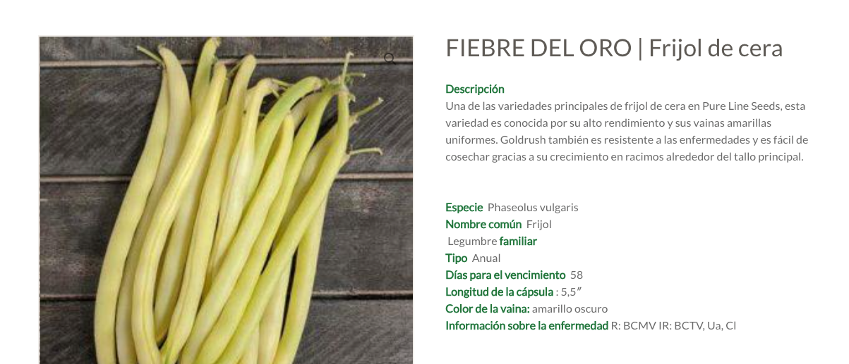 Ejote Amarillo Wax Goldrush Saco 50Lb