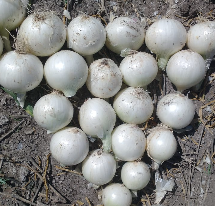 Cebolla Luna Blanca Sobre 100 Millares. Descuento 5% (se aplica en el carrito)