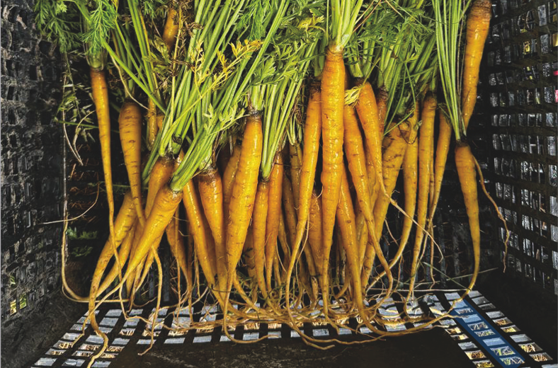 Zanahoria Pluto Sobre 250 millares