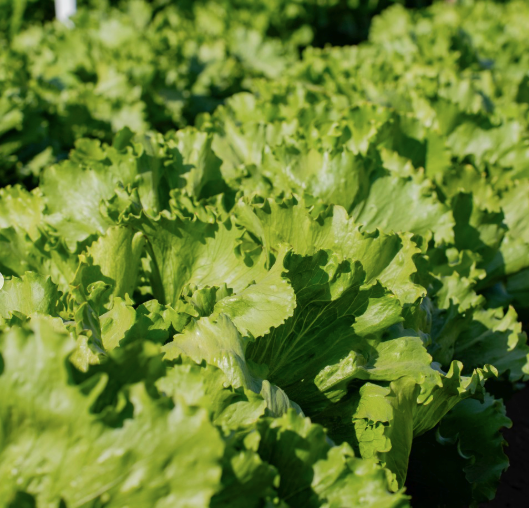 Lechuga Legola Lata 5 millares