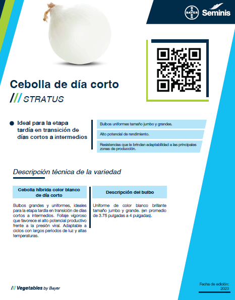 Cebolla Stratus Sobre 100 millares