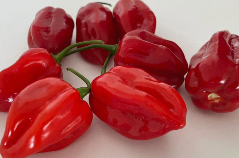 Chile habanero rojo Rey Pakal Sobre 1 millar