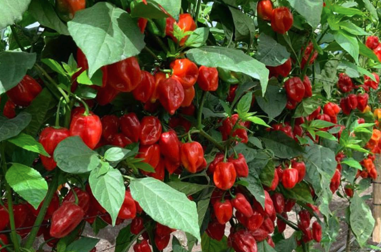 Chile habanero rojo Rey Pakal Sobre 1 millar