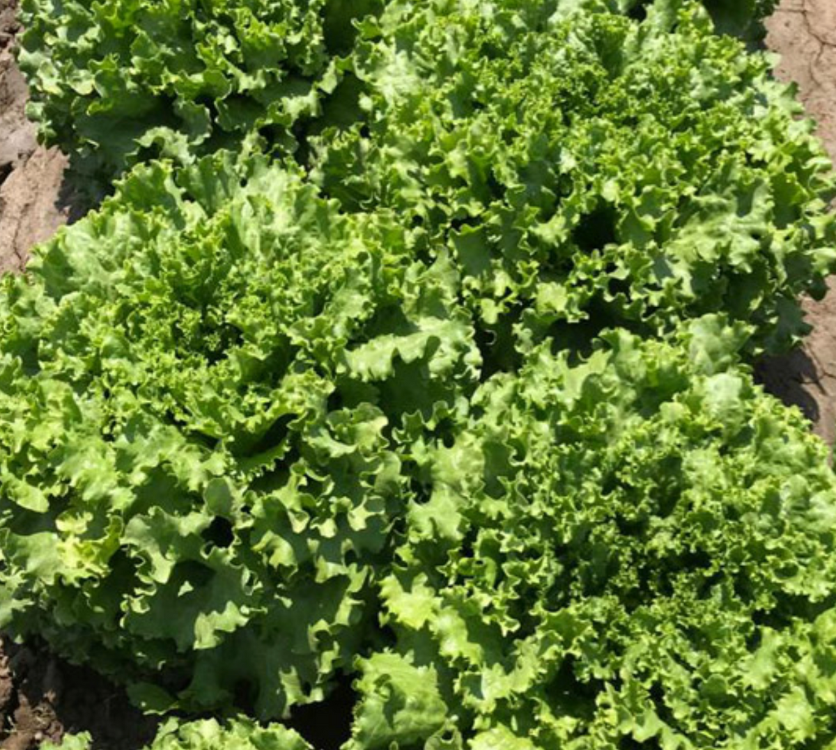 Lechuga Pompeya 5 Millares