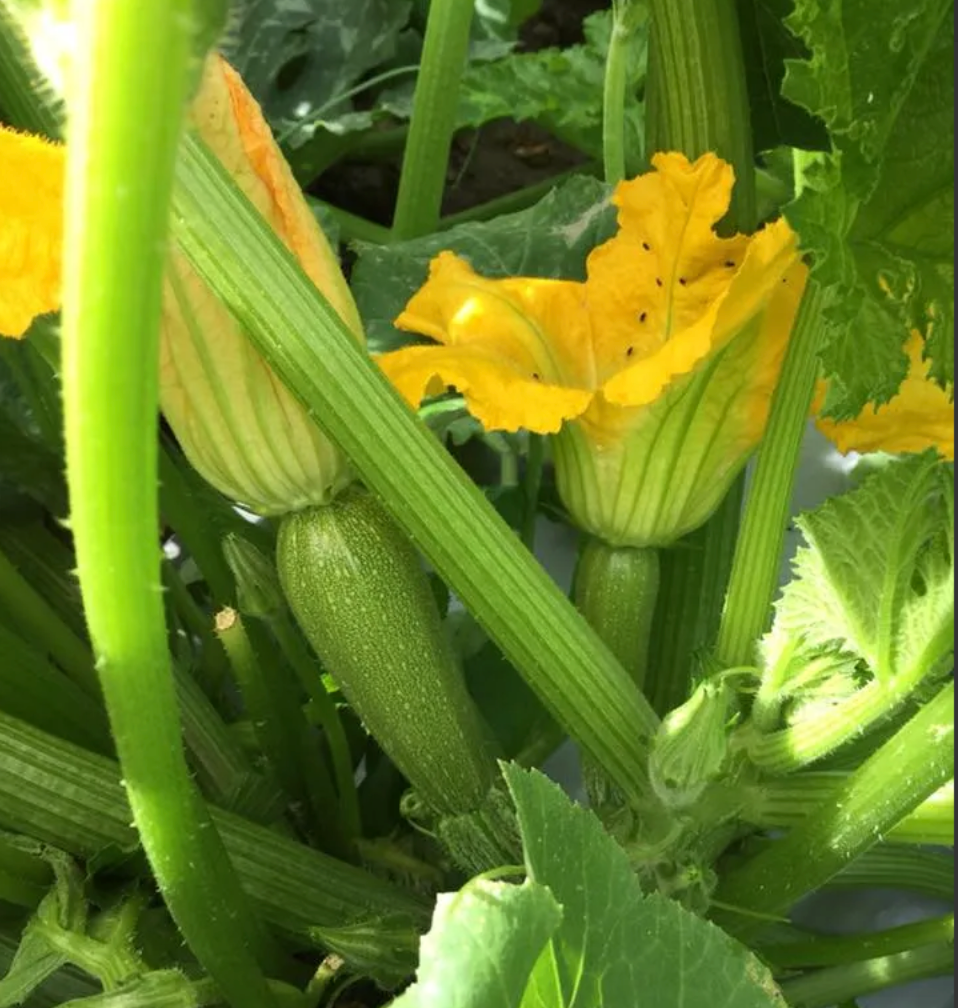 Calabaza Luciana Sobre 3 millares
