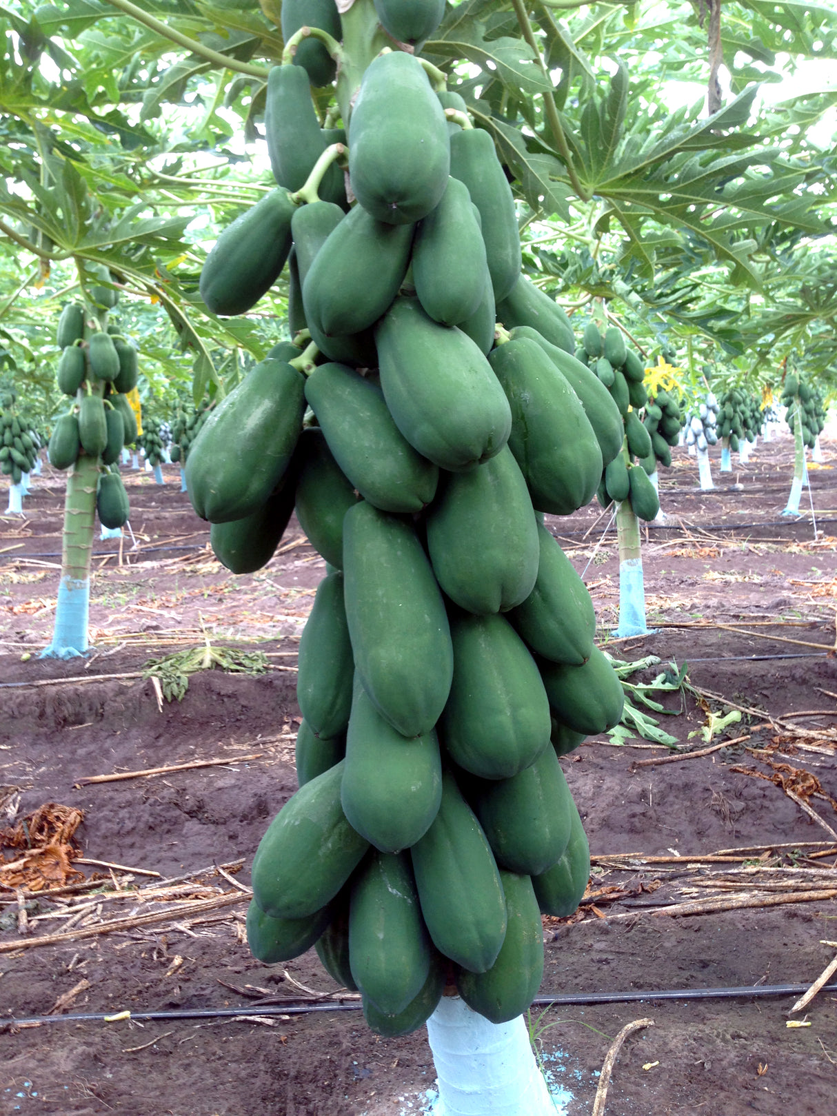 Papaya Maradol Sobre 2.5 millares sin tratamiento