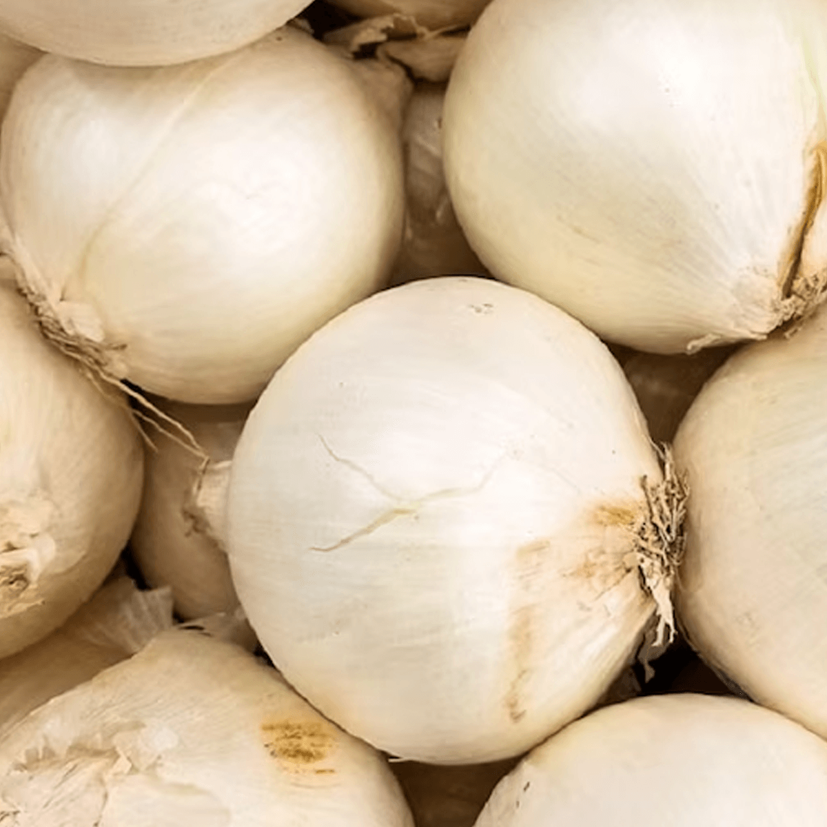 Cebolla Early White Grano Sobre  1 Libra