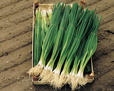 Cebollin Natsuyo Sobre 1 Lb