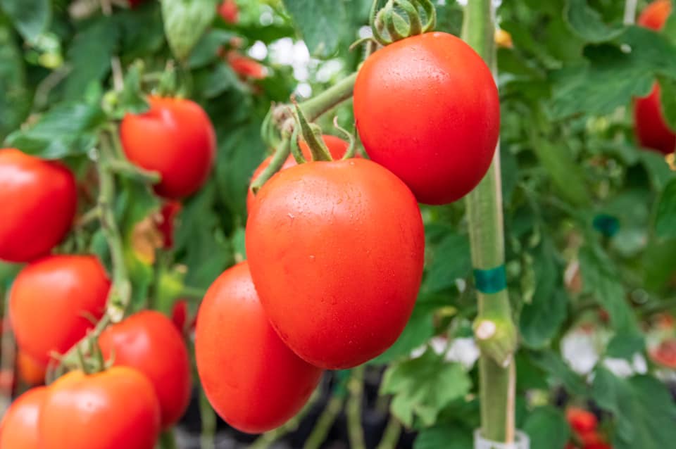 Tomate Chantico Sobre 1 millar