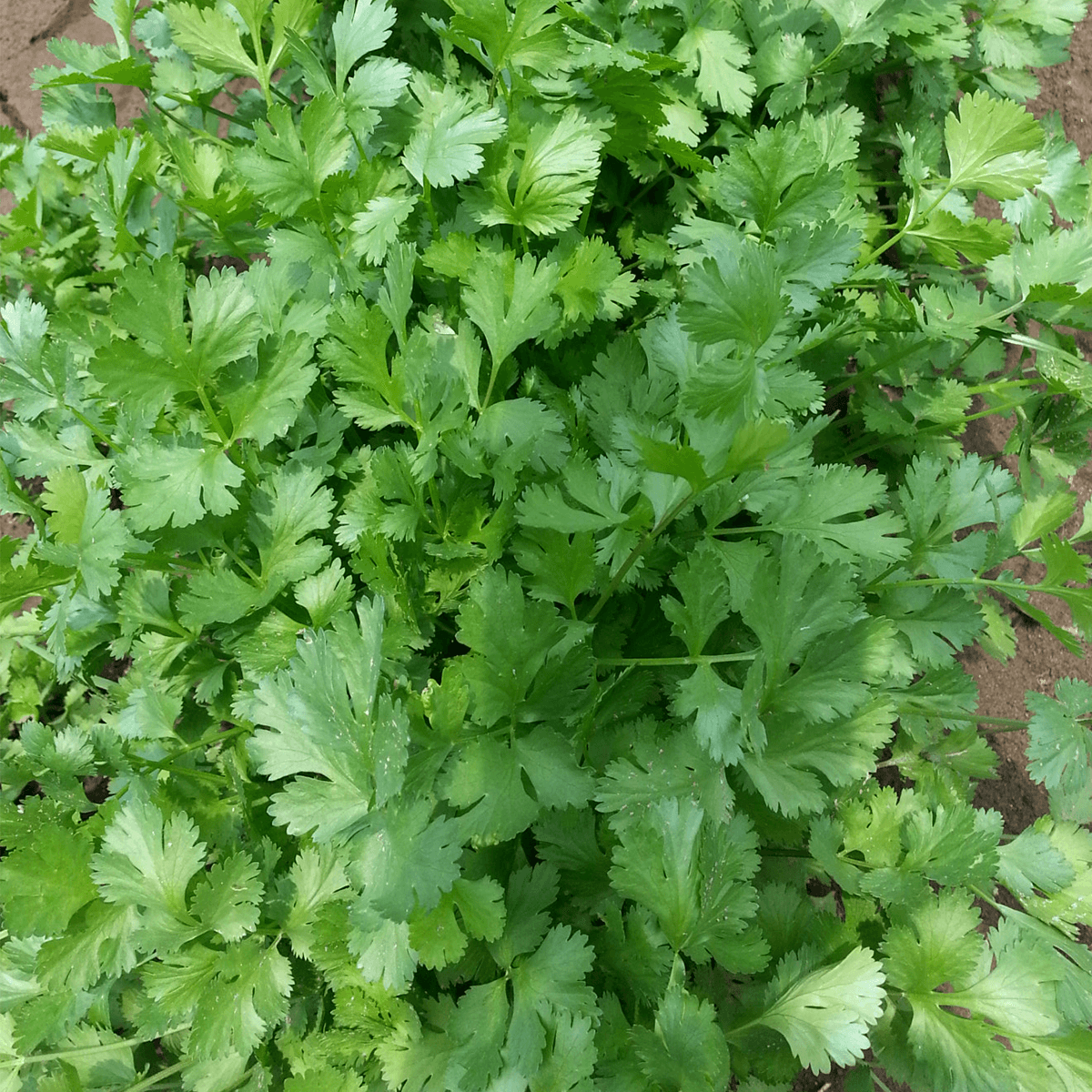 CILANTRO NACIONAL MITADES 10KG