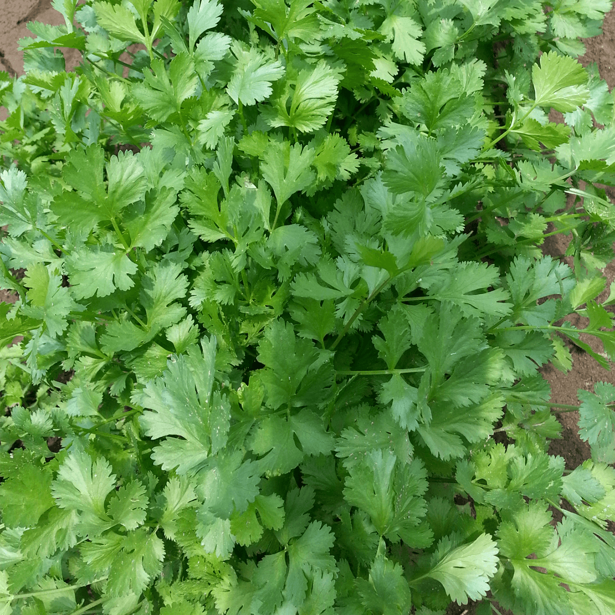 Cilantro Marrueco mitades saco 10 Kg