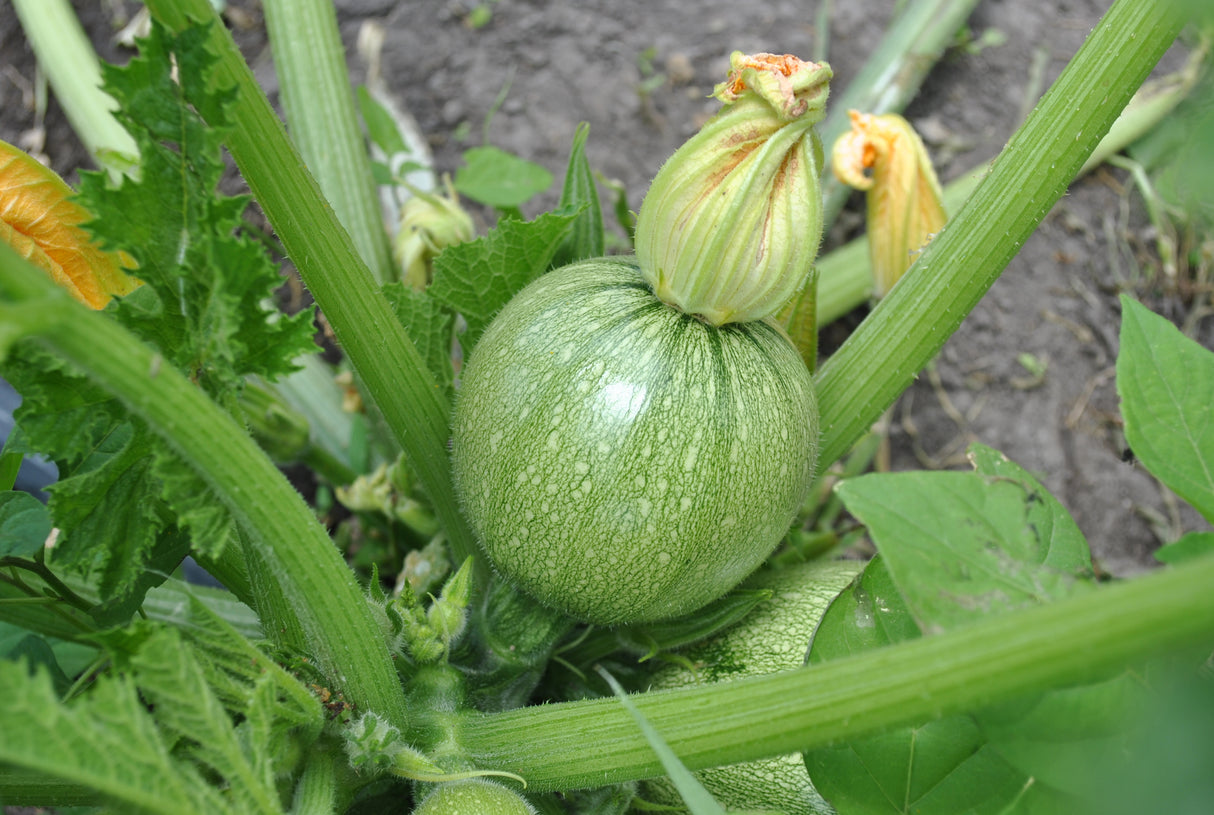 Calabaza Brice F-1 Sobre 3 Millares.