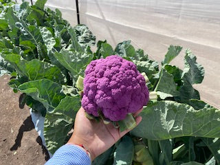 Coliflor Morada Graffiti sobre 5 millares