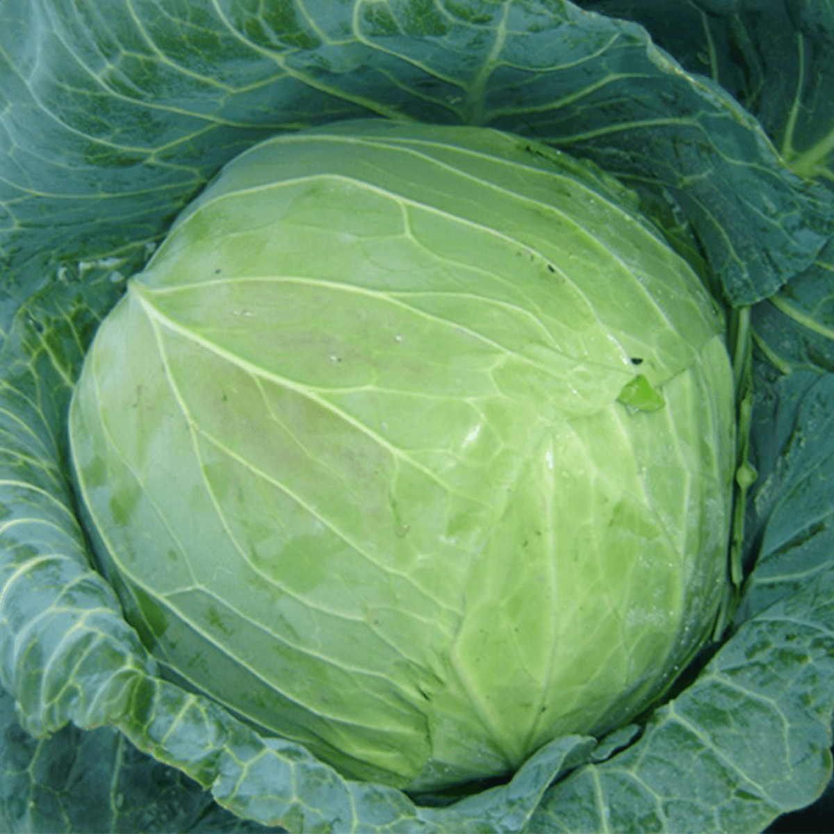 Repollo Copenhagen Market Sobre 1 Libra