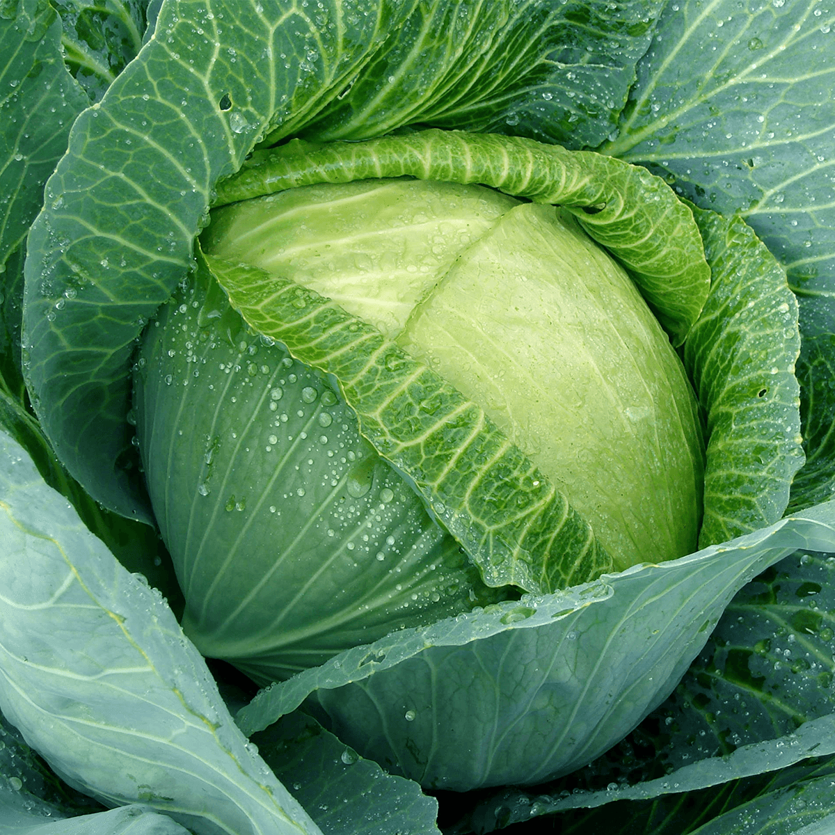 Repollo Copenhagen Market Sobre 1 Libra