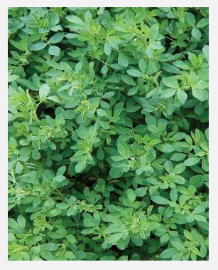 Alfalfa San Miguelito Peletizada Saco 20Kg