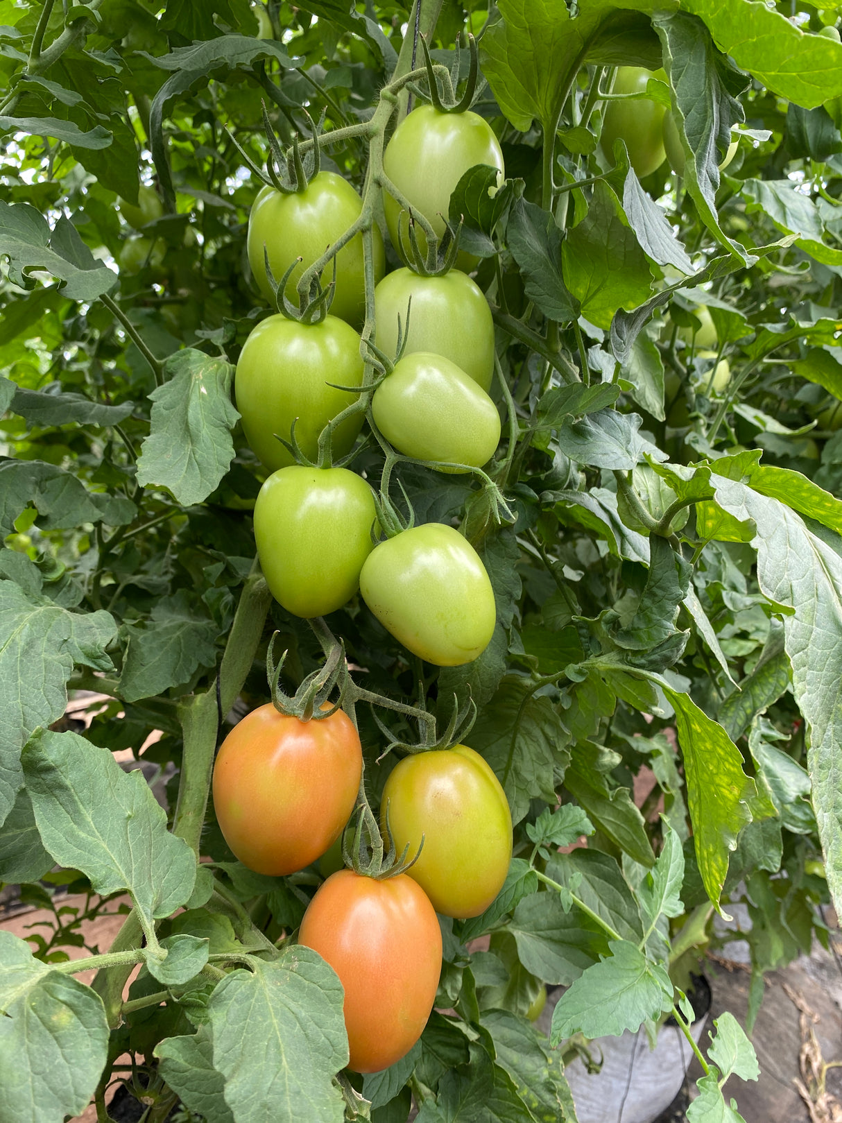 Tomate Romindo Sobre 1 Millar