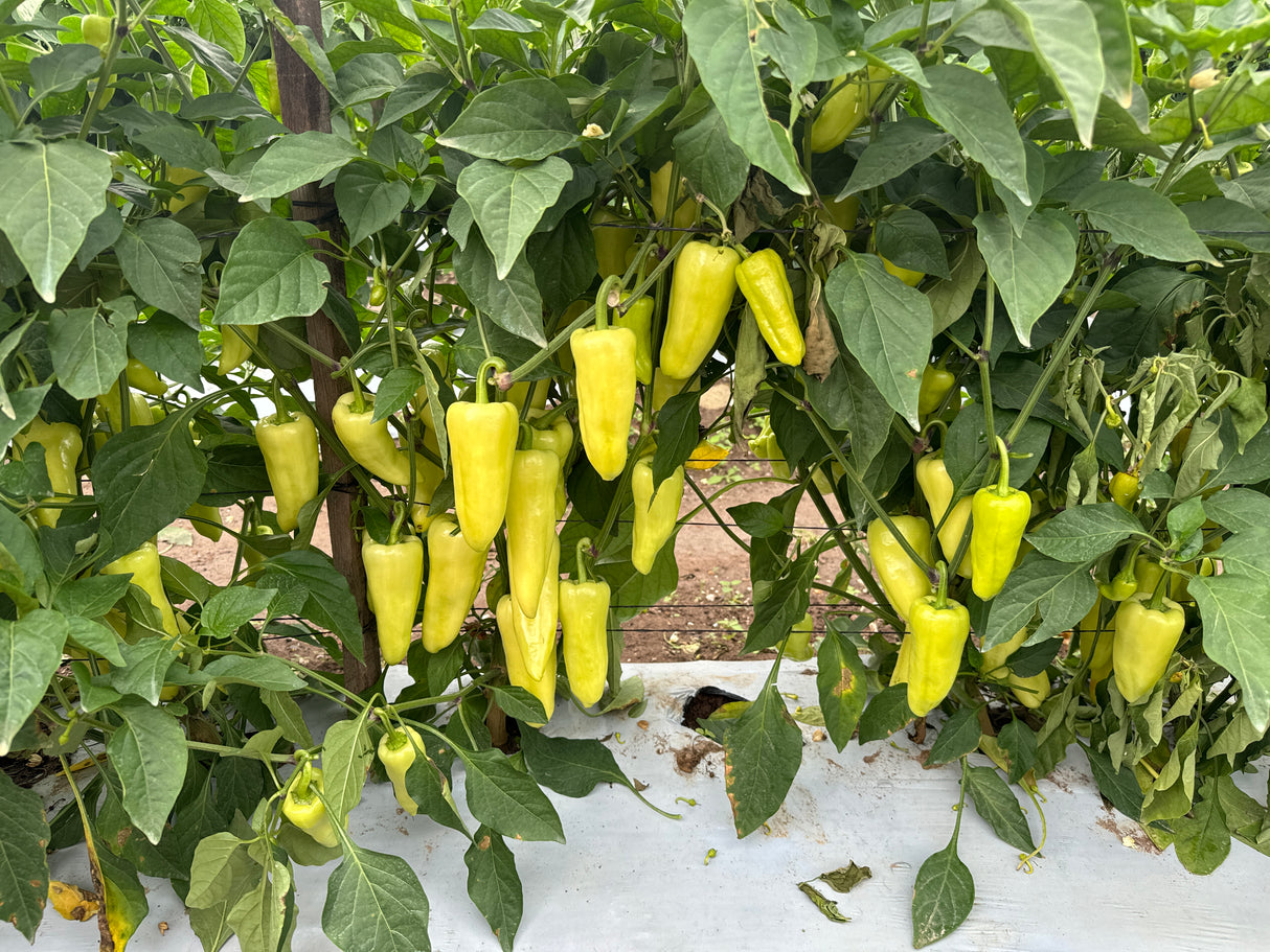 Chile Caloro Santa Fe WS-4793 Sobre 5 millares