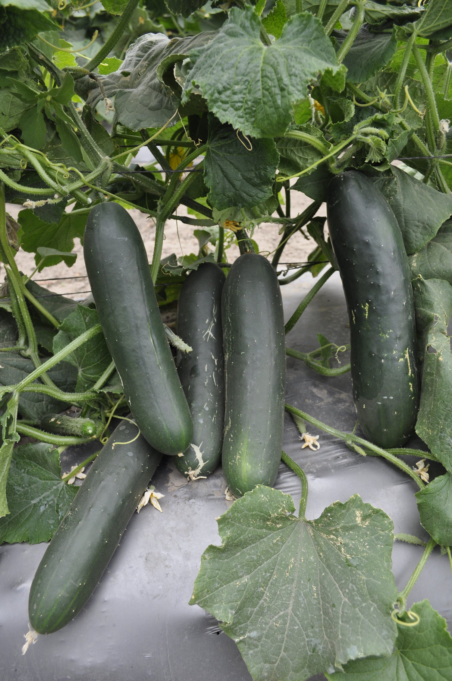 Pepino Naolin Sobre  15 Millar