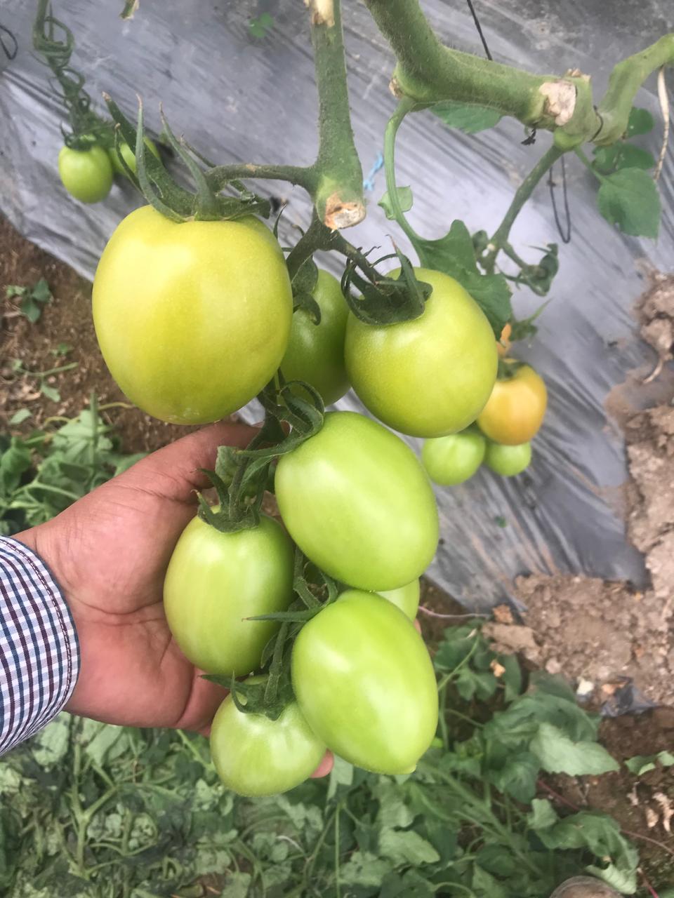 Tomate Don R Sobre 1 millares. Descuento 25% (se aplica en el carrito)