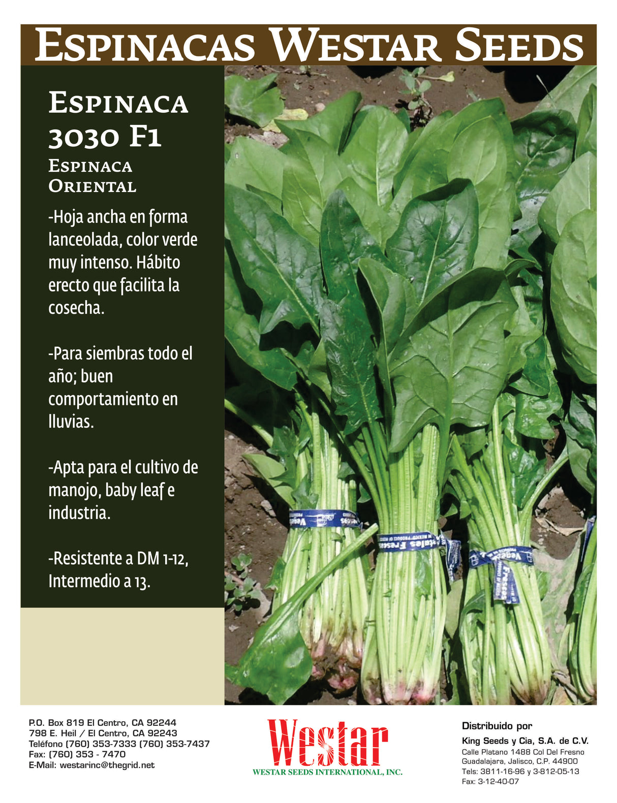 Espinaca 3030 F-1 Large Saco 1 Millón de semillas