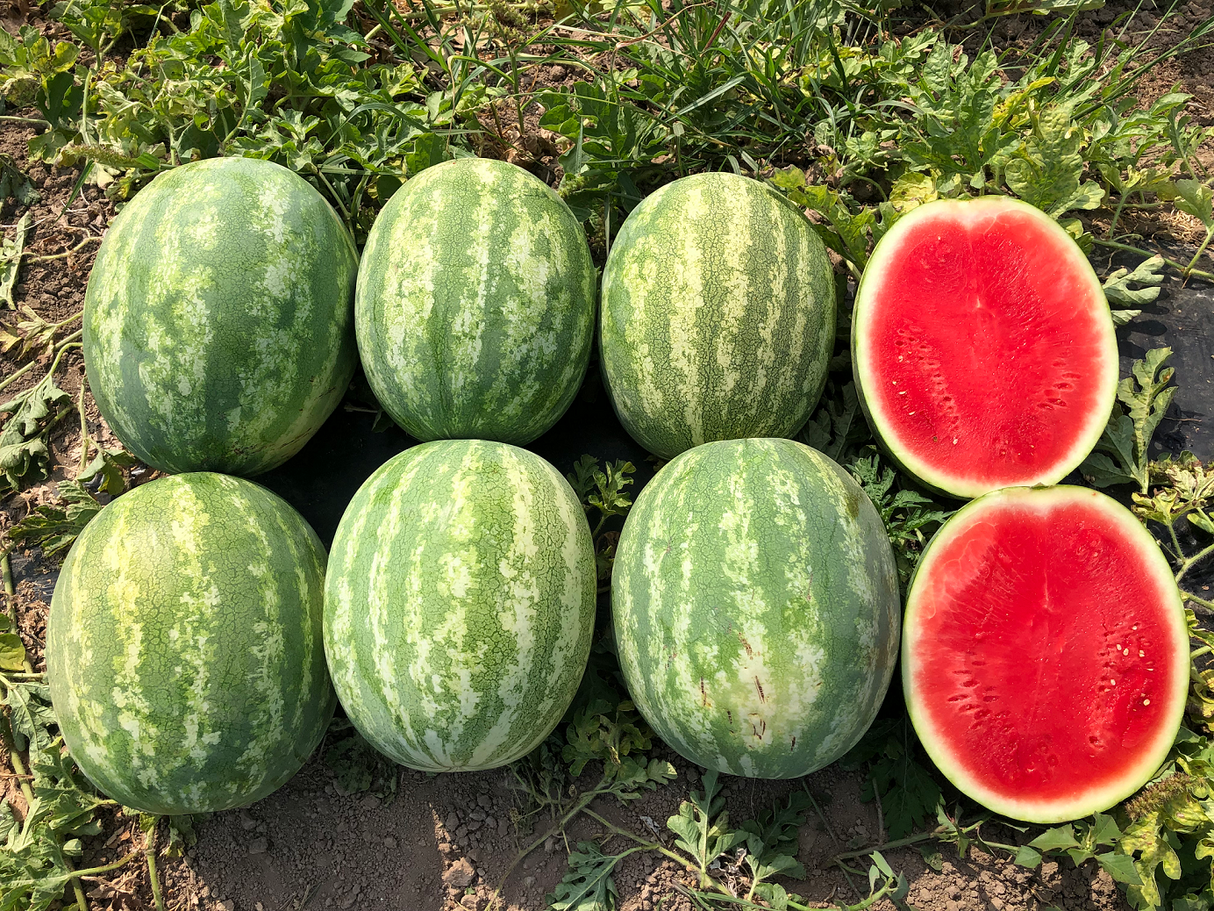 Sandia Excursion Sobre 5 millares. Descuento 3% (se aplica en el carrito)