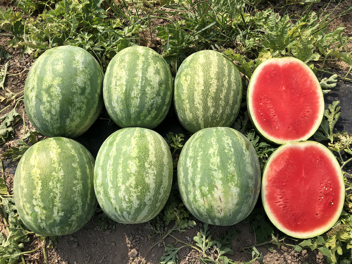 Sandia Excursion Sobre 5 millares. Descuento 3% (se aplica en el carrito)