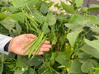 Ejote Frances Serengeti Sobre 100 Millares sin tratamiento