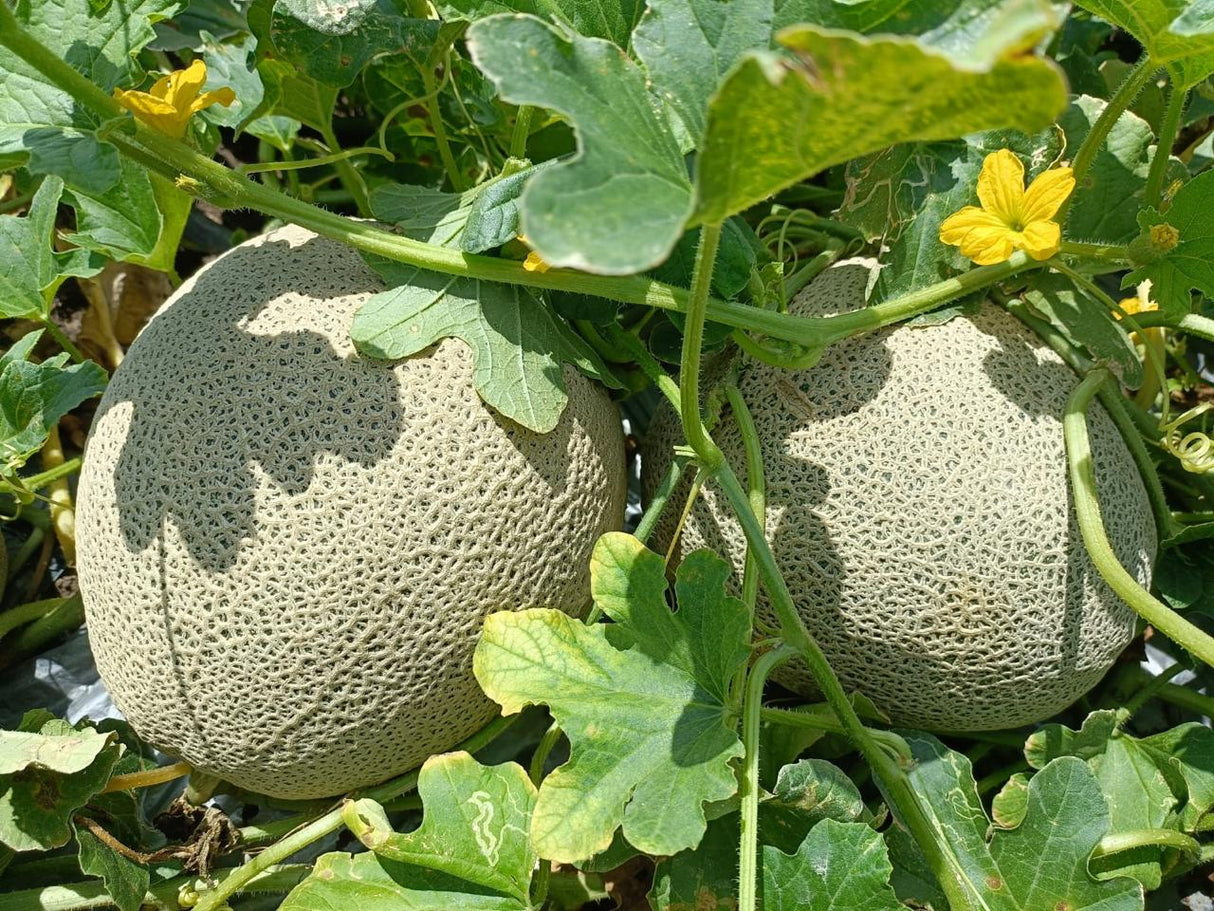 Melon El Grande sobre 15 millares