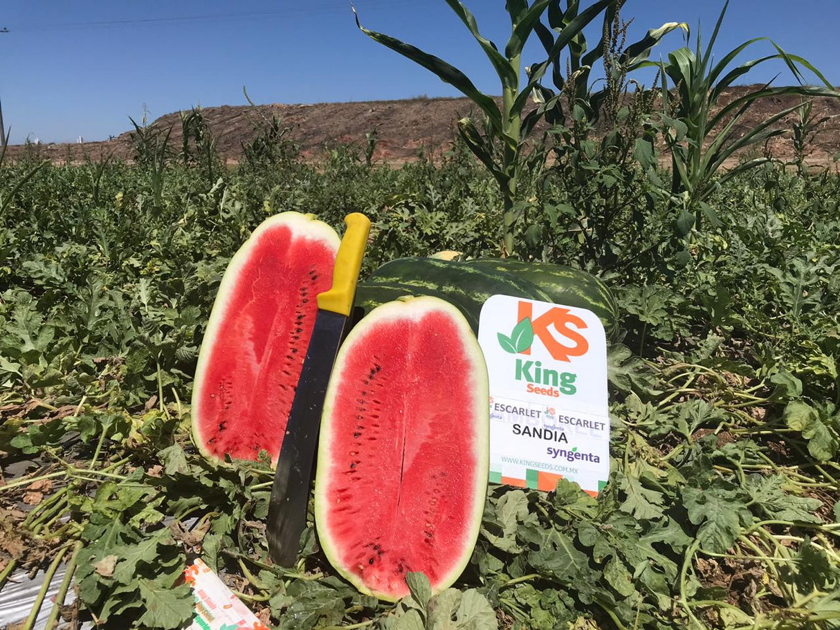 Sandia Escarlett Sobre 5 Millares