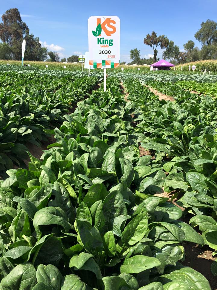 Espinaca 3030 F-1 Sobre 25 Millares