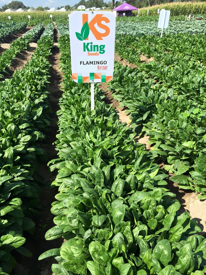 ESPINACA FLAMINGO F-1 SOB 25M