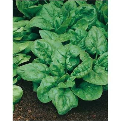 Espinaca Viroflay Saco 50 Lb