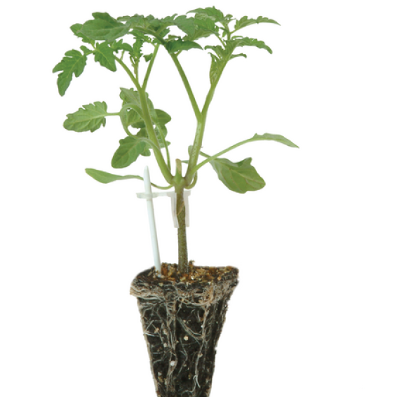 Porta Injerto Fervour Sobre 1 Millar