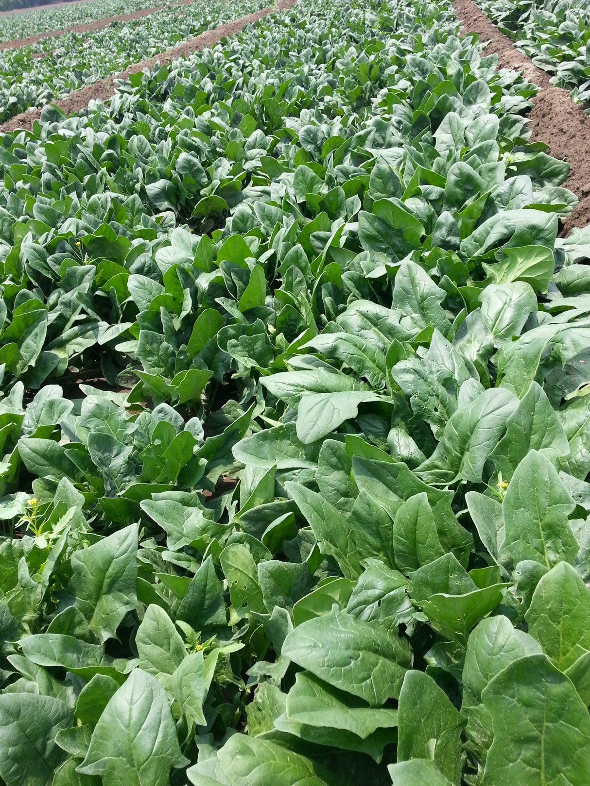 Espinaca Flamingo Saco 1 millón de semillas