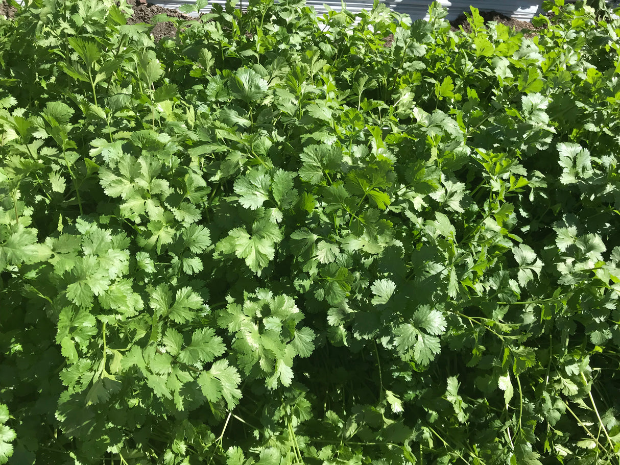Cilantro Long Standing Saco 10 kg