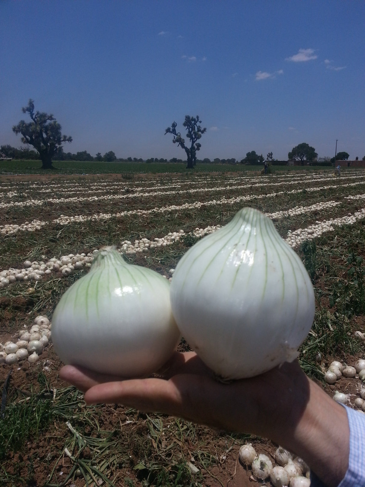 Cebolla Calibre 50 Sobre 1 Lb